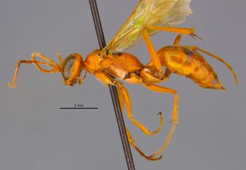 Media type: image;   Entomology 25735 Aspect: habitus lateral view